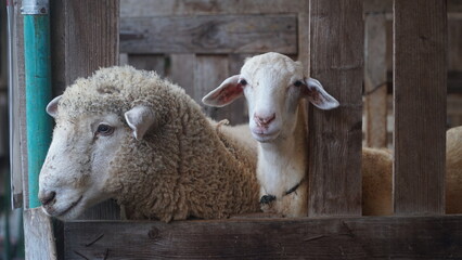 White goats and sheep are in the pen, their heads are out of the pen. Focus selected