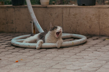 A stray cat yawning in the yard in the afternoon