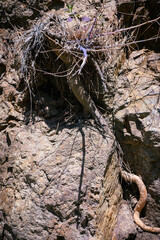 Plant roots exposed on rocks