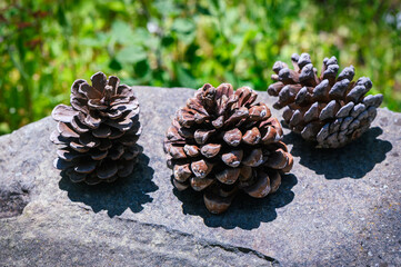 Closeup of three pine cone on gray rocks