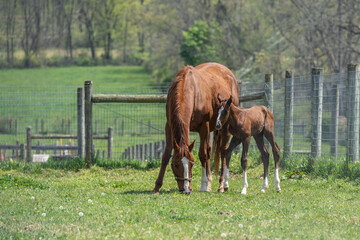 Brown horse and two day old foal in spring meadow. 