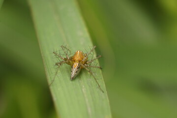 Close-up of spider on a leaf