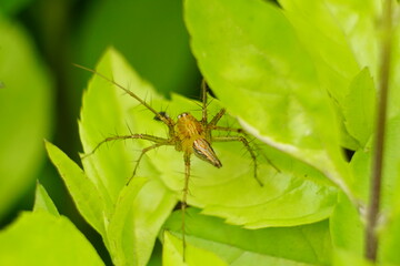 Close-up of spider on a leaf