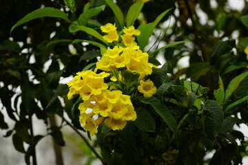 Close-up of Tabebuia aurea flower