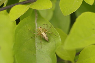 Close-up of spider on a leaf