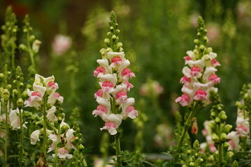 Close-up of blooming Snapdragon flowers