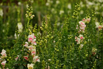 Close-up of blooming Snapdragon flowers