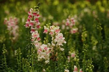 Close-up of blooming Snapdragon flowers