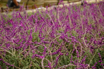 Fototapeta premium Close-up of Salvia officinalis flower