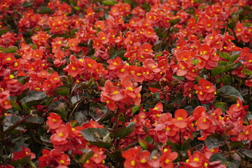 Close-up of Begonia flowers blooming