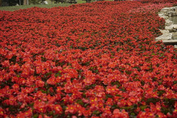 Close-up of Begonia flowers blooming