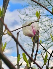 Magnolia flowers blooming in the spring forest. Beautiful nature scene.