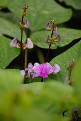 Close-up of haricot vert flower