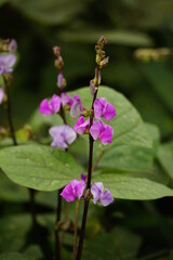 Close-up of haricot vert flower