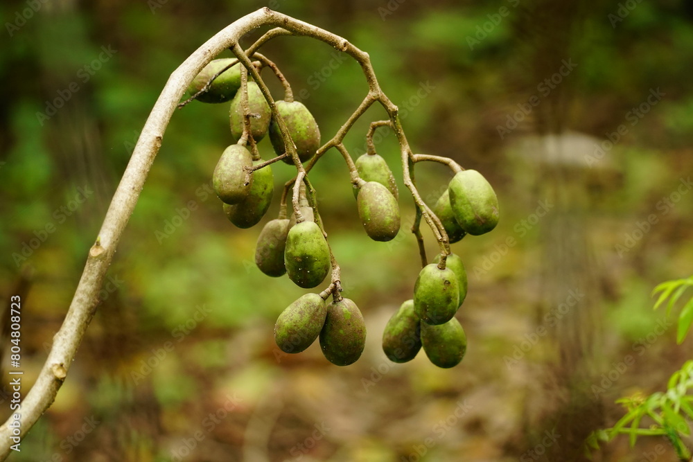 Wall mural Close-up of Spondias mombin fruit on the tree