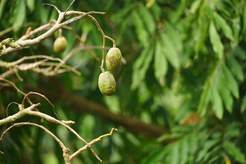 Close-up of Spondias mombin fruit on the tree