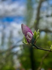 Magnolia flowers blooming in the spring forest. Beautiful nature scene.