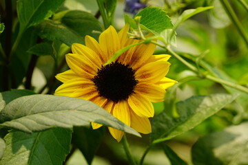 Close-up of blooming sunflowers