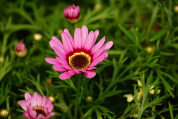 Obraz premium Close-up of Rhodanthemum flower