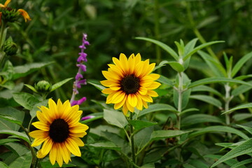 Close-up of blooming sunflowers