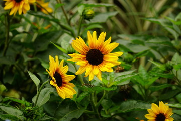 Close-up of blooming sunflowers