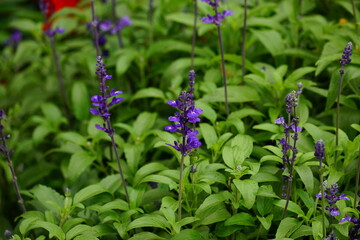 Close-up of purple Salvia divinorum flowers blooming