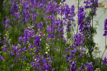 Obraz premium Close-up of Scutellaria baicalensis flower
