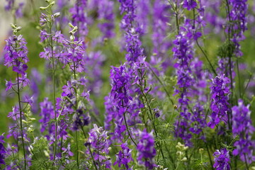 Naklejka premium Close-up of Scutellaria baicalensis flower