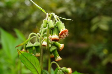 Close-up of Gynura cusimbua flower