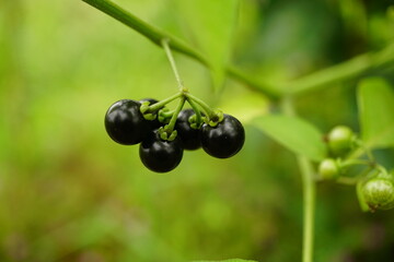 Close-up of Solanum nigrum fruit