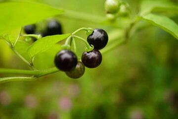 Close-up of Solanum nigrum fruit