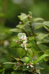 Close-up of lemon tree in bloom