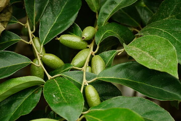 Close-up of Elaeagnus latifolia fruit on the tree