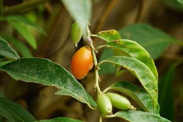 Close-up of Elaeagnus latifolia fruit on the tree