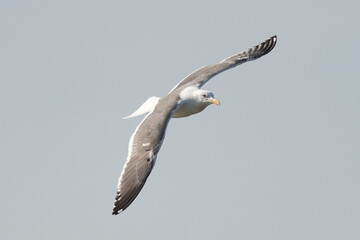 herring gull in flight