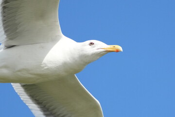 herring gull in flight