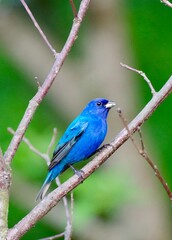 Indigo Bunting Sitting on a Branch 
