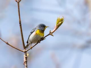 Northern Parula Warbler on tree branch in Spring