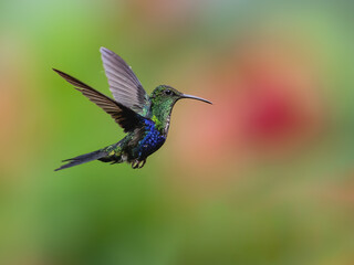 Golden-tailed Sapphire Hummingbird  in flight on green background