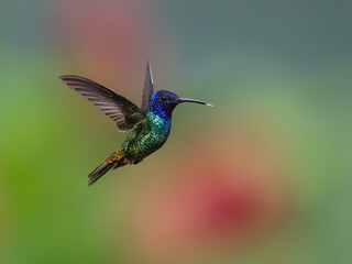 Golden-tailed Sapphire Hummingbird in flight