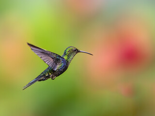 Fototapeta premium Fork-tailed Woodnymph Hummingbird in flight