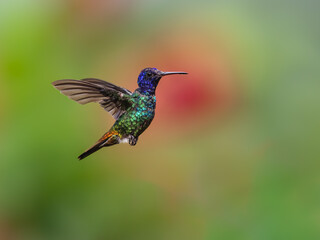 Golden-tailed Sapphire Hummingbird in flight
