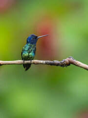 Golden-tailed Sapphire Hummingbird on tree branch