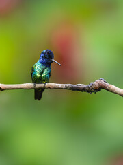 Golden-tailed Sapphire Hummingbird on tree branch