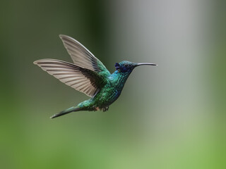 Sparkling Violetear Hummingbird in flight against  green background