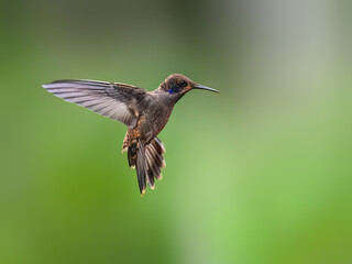 Brown Violetear Hummingbird  in flight on green background