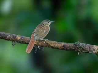 Black-billed Treehunter on mossy branch on green background
