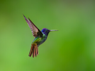 Golden-tailed Sapphire Hummingbird  in flight on green background