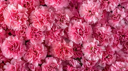 Fototapeta premium Bird s eye view of vibrant pink carnations in celebration