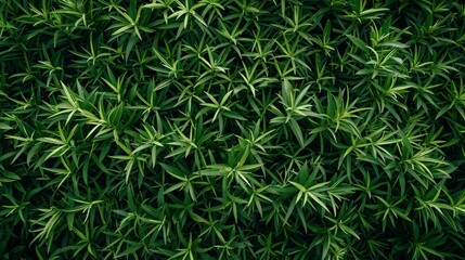 Nature's Green Tapestry: A Plentiful Plant with an Abundance of Lush Leaves.